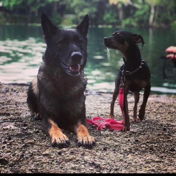 Meet your Posher, Angelina - Picture 1 of 1